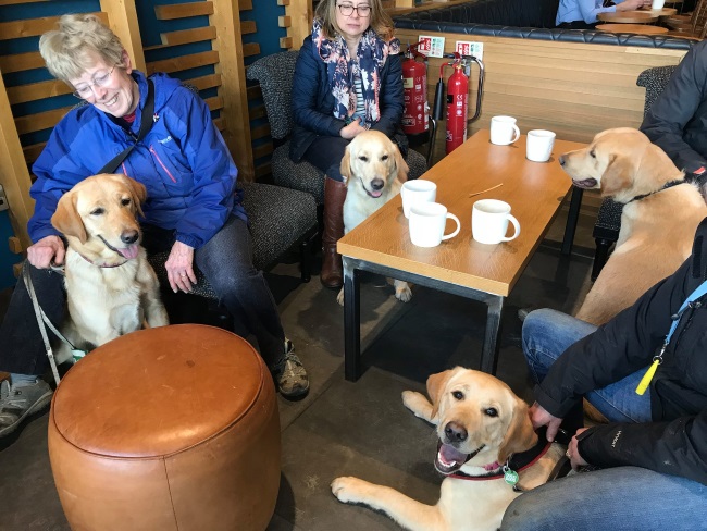  Dogs with their owners drinking coffee. 